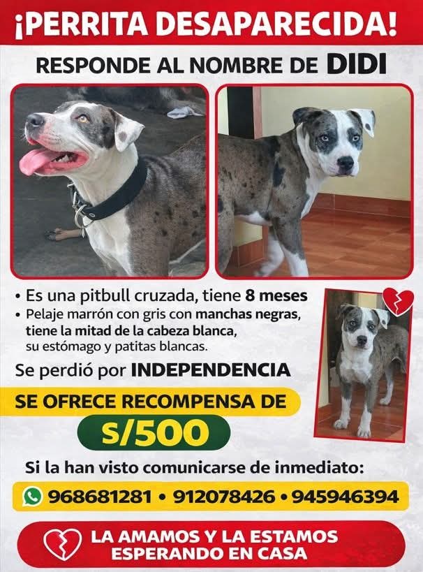 SE BUSCA A DIDI
Cachorra pitbull perdida en Independencia