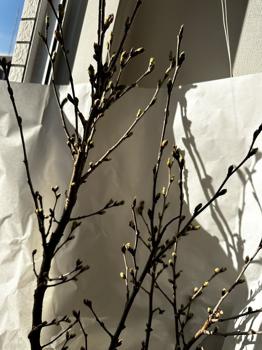 𝕓𝕒𝕝𝕔𝕠𝕟𝕪のおせいり☺️ 明日もやろう おうちが植物に囲まれてきた