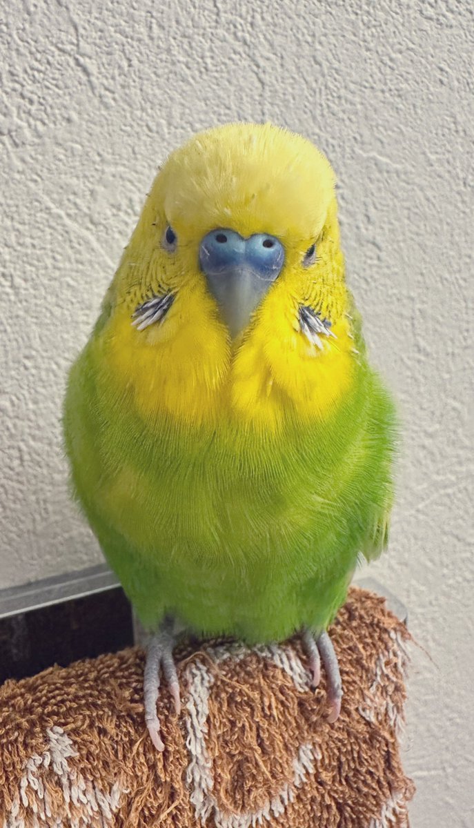 ぴの@ｾｷｾｲｲﾝｺ (@pinopinyotorida) / Posts / X