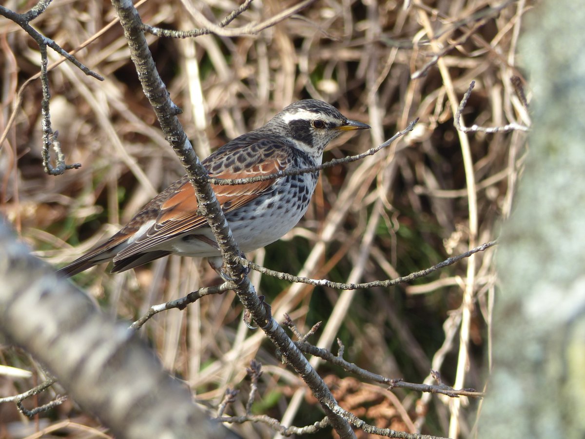 今朝はやわらかい陽光が降り注ぐ白石城です
上り口の白梅もぽつりぽつりと咲き始めました