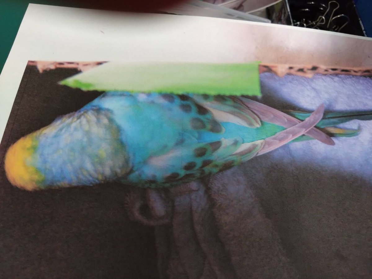 【保護情報・拡散希望】
※TSUBASAで保護された鳥さんではありません。
種類：セキセイインコ
保護された日時：1月24日
保護した場所：愛知県春日井市東野町
警察署：春日井警察署に届け出済み
情報拡散のご協力をお願いいたします。