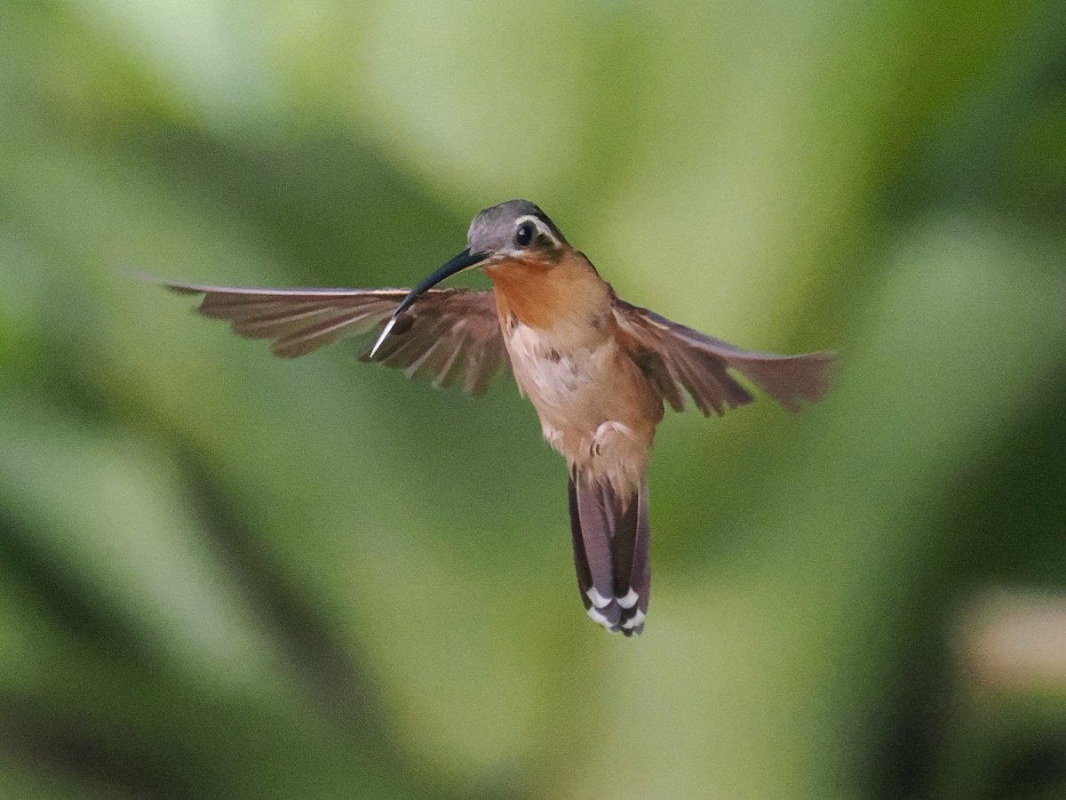 Rob Rackliffe tweet media