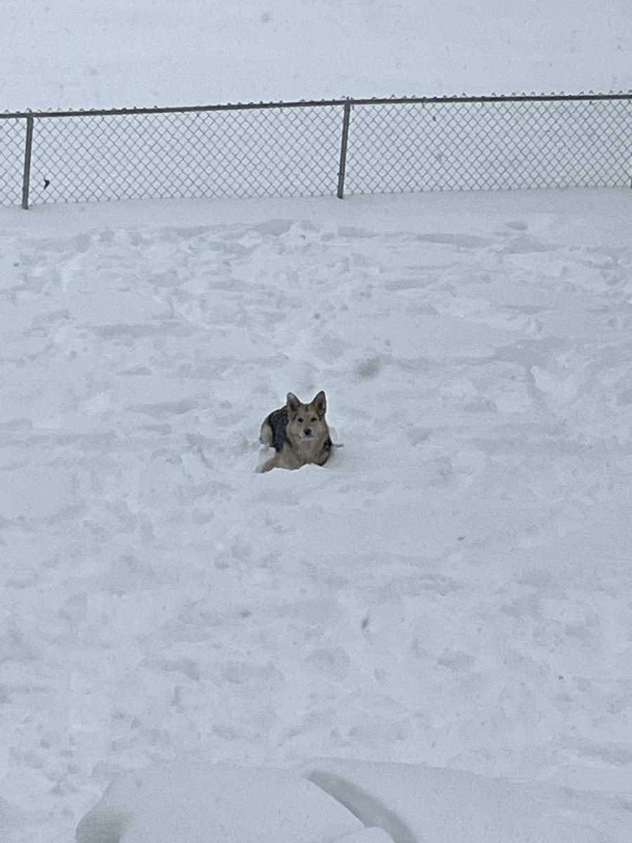 taybaybucks's tweet photo. #gunnerthedog loves all the snow. https://t.co/SQUSWUyNgN