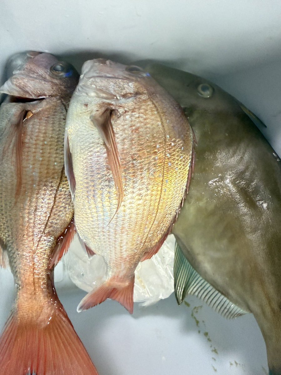 中島 猛 𝑇𝑎𝑘𝑒𝑠ℎ𝑖 𝑁𝑎𝑘𝑎𝑗𝑖𝑚𝑎 (@takeshi014) / Posts / X