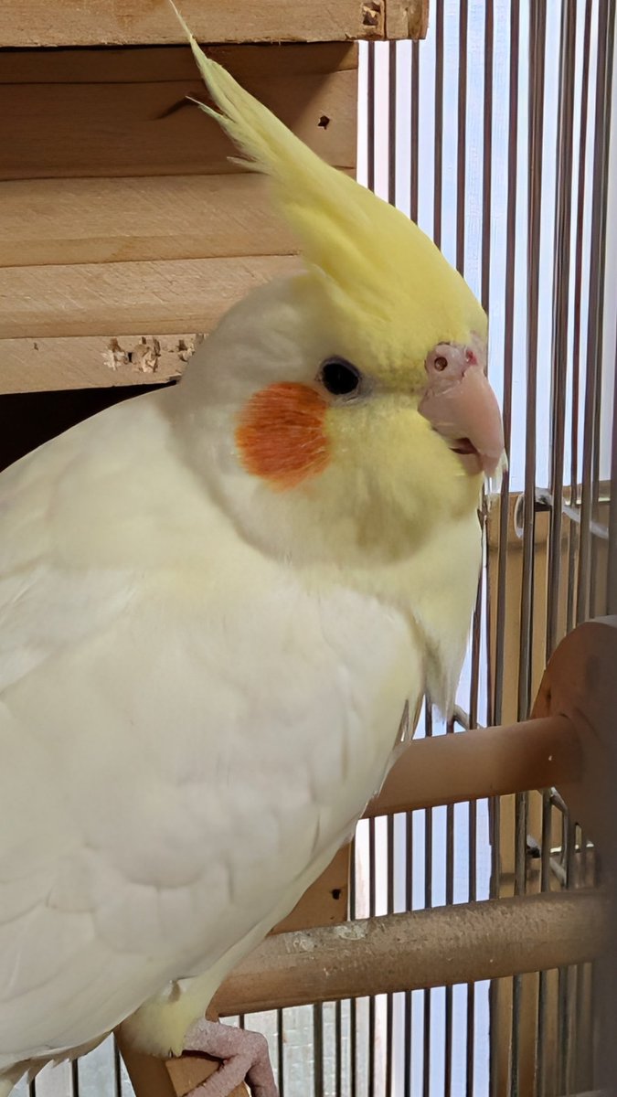 reona8517's tweet photo. オカメインコ保護してます。めっちゃ可愛いからこのままうちの子にしたいけど、必死に探してる飼い主さんがいると思うので…
こちらで迷子ポストの写真で検証してこの子だ！って確信もてたら連絡しようと思いますが、似てるようで似ていない子ばかり…しばらくはうちでのんびりさせます🤗 https://t.co/I1Mdp2FyP2