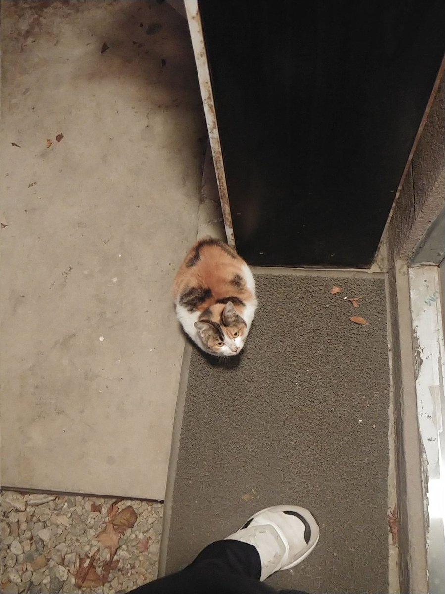 나 고알못 시절... n년전에 자취방 마당에 삼색이 있었는데 내가 간식주니까 문 앞에서 계속 날 기다림... 내 신발 위에 가끔 앉아있었는데 신발 신으면 고양이 앉아있던 부분이 따뜻했어