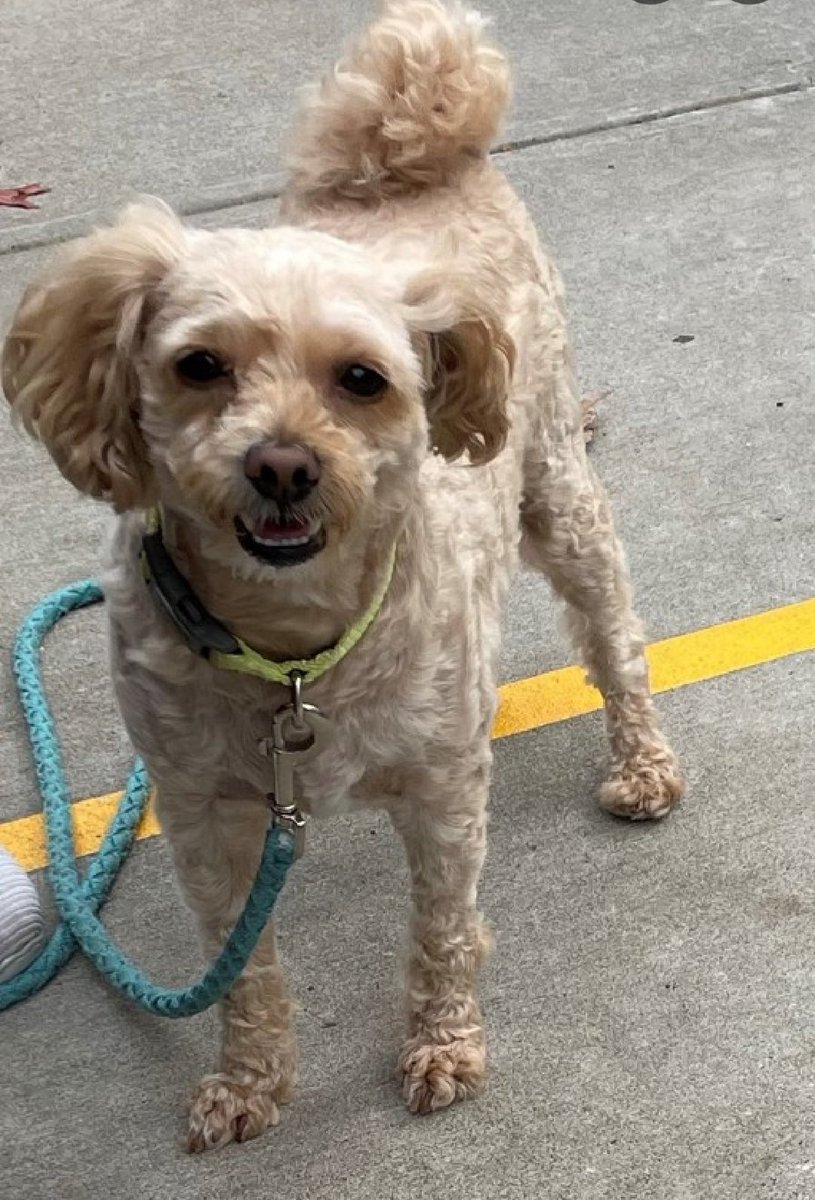 Meet Nugget 127686
Not his first time at #NYCACC 
He is 7 yrs old, 13 lbs
He has endearing qualities, but needs help with severe resource guarding issues 
#RescueOnly 
Help find a good home for Nugget!
nycacc.app/browse/127686
#Pledge4Rescue #foster #adopt