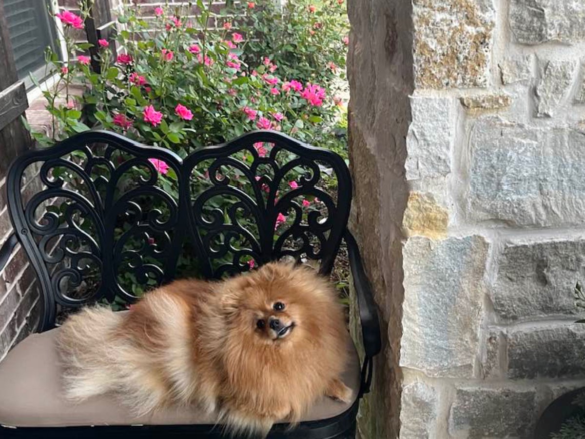 Keeshond tweet media