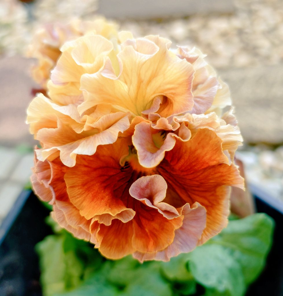 Post by まる on X: 庭でパチリ😊