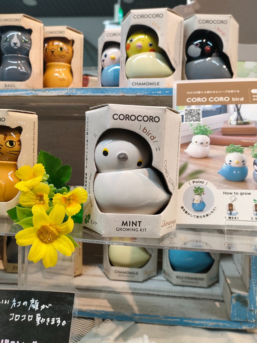 こんにちは、大船フラワーセンターです！ 売店に栽培キットの新商品が