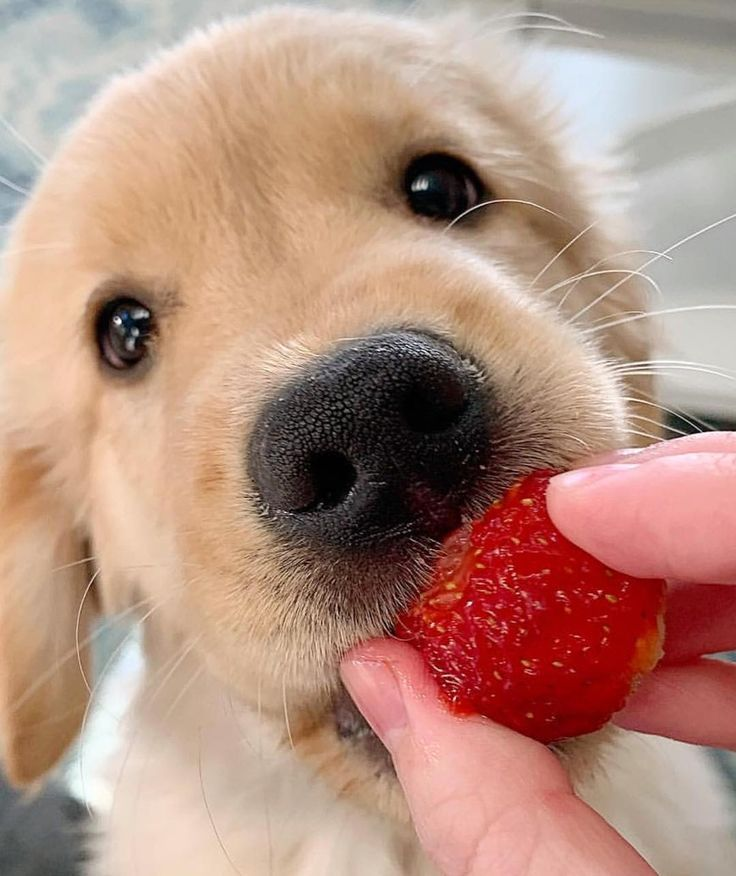 내 딸기 돼지 강아