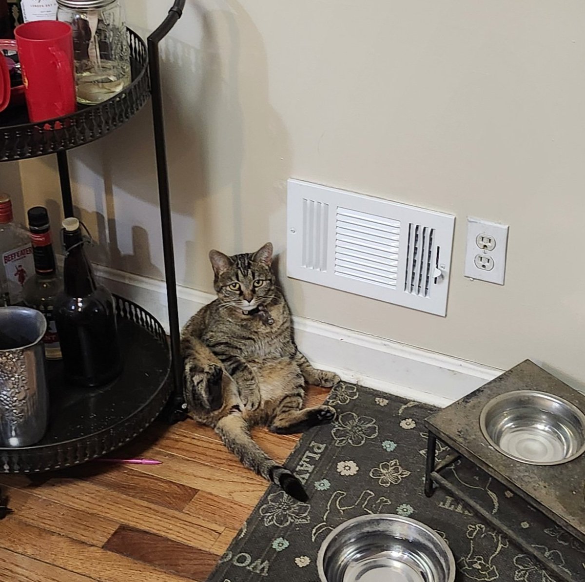 BurbsHomestead's tweet photo. I feel like this cat just never moves. https://t.co/CK7JNCCaeU