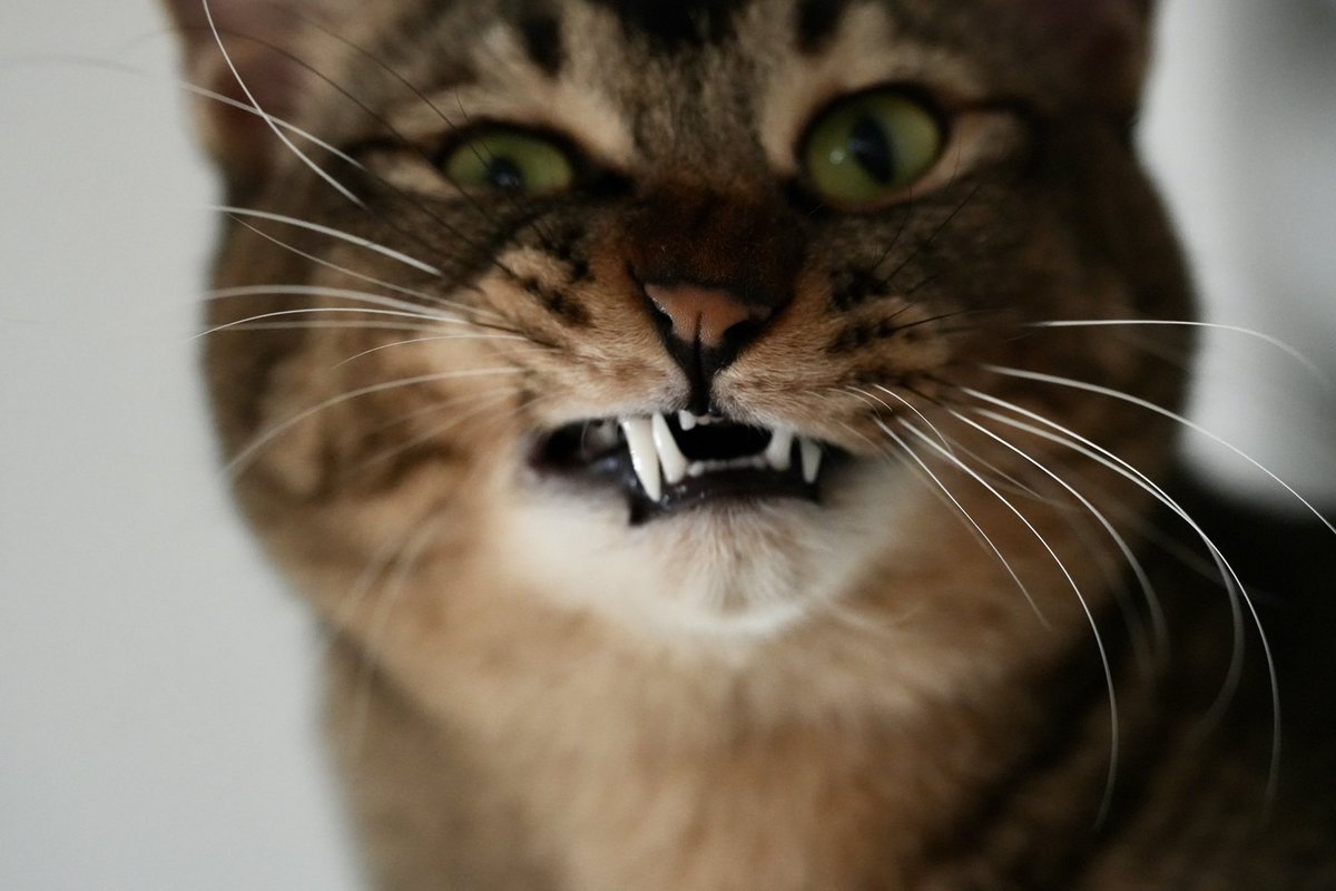 goemon_camera's tweet photo. 猫
#猫 
#cat 
#Sony
#SonyAlpha 
#α7CII
#これソニーで撮りました https://t.co/JQ1Xw3hctq