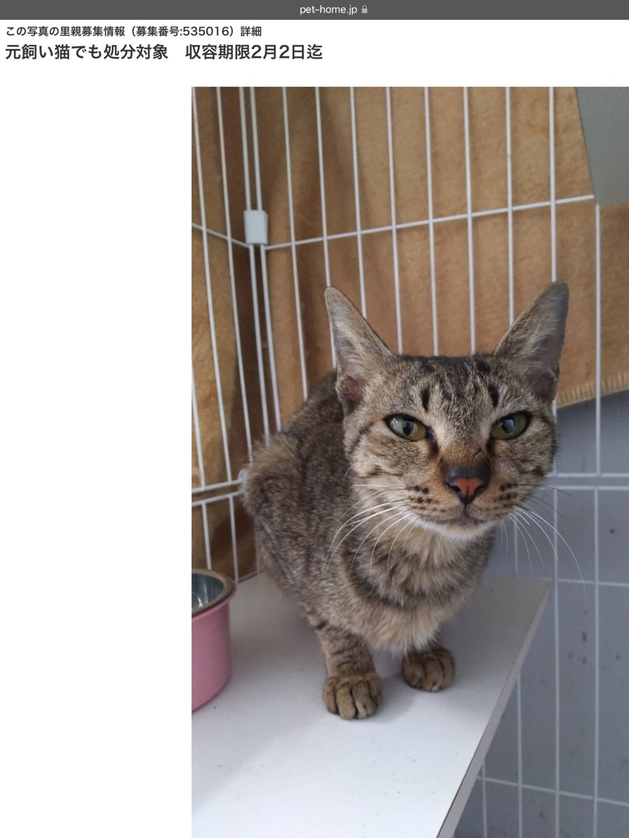 まめねこ(=^・・^=) (@n6aWvqEwsx0GY2e) / Posts / X