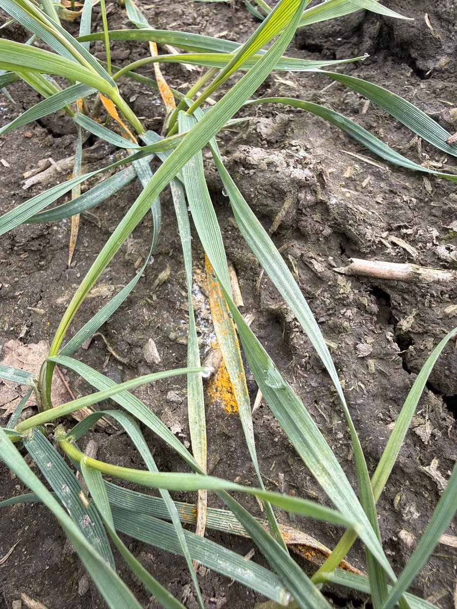 Dylan Larkin tweet media