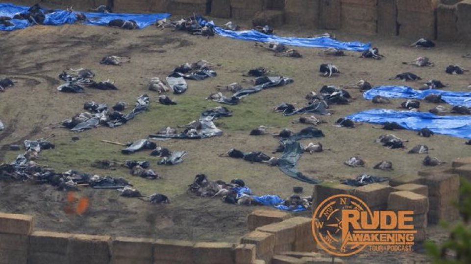 bruce_barrett's tweet image. The Ostrichcide Holocaust cost the Canadian taxpayers over 6.7 million dollars.

They are just getting warmed up. 

It will cost well over 100 dollars for a turkey soon.