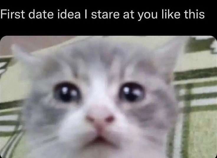 smol silly cat (@catsillyness) on Twitter photo 