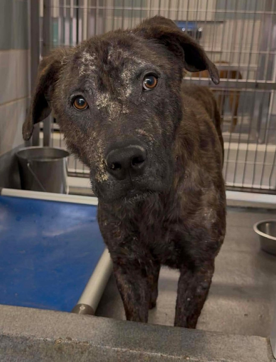 _taysmyoxygen1d's tweet image. 🆘 SWEET DOG W TREATABLE SKIN ISSUES IS BEING KILLED TMW 1.28 BY #SANANTONIO ACS (TX) AFTER FOSTER HOLD DROPPED‼️

SIF 🩵#A790468
2yo, 74.5lb 

🚨mod. gen. alopecia w excoriations

#Adopt/#Foster📧acsadoptions@sanantonio.gov/
acsrescue-foster@sanantonio.gov 

#PledgeForRescue 🙏🏼
