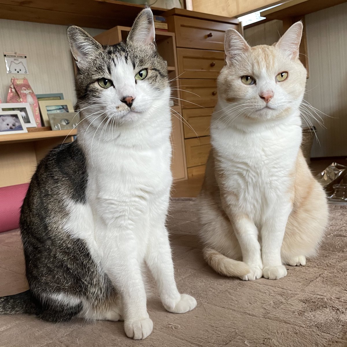 フク🌈 (@fukutarakibi) / Posts / X