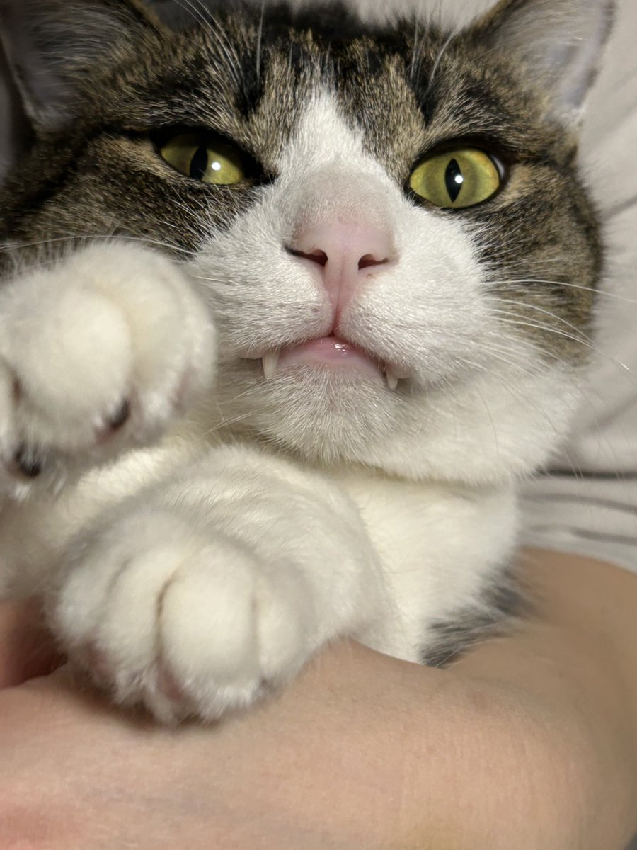 猫のいる暮らし (@neconeco_0804) / Posts / X