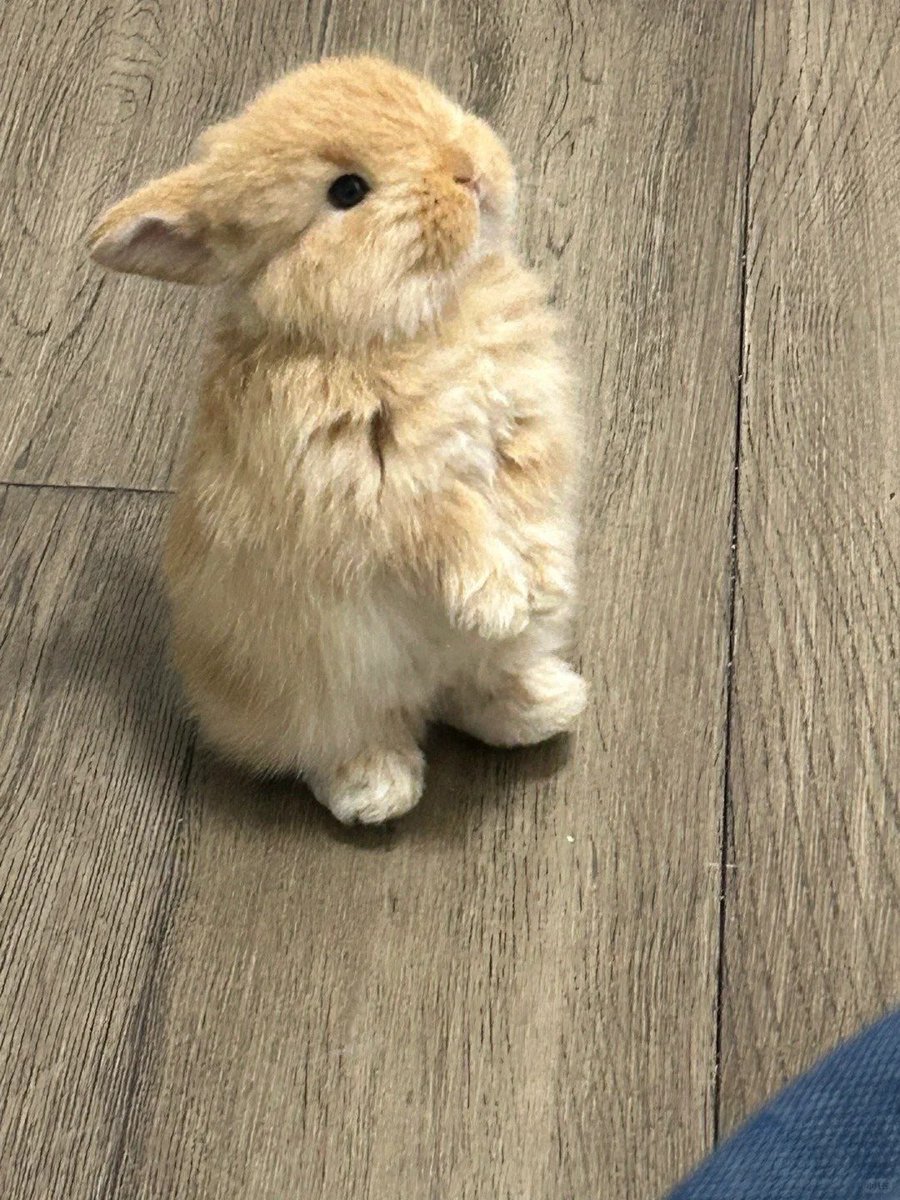 Why you should have a rabbit (@shouldhaverabit) on Twitter photo 