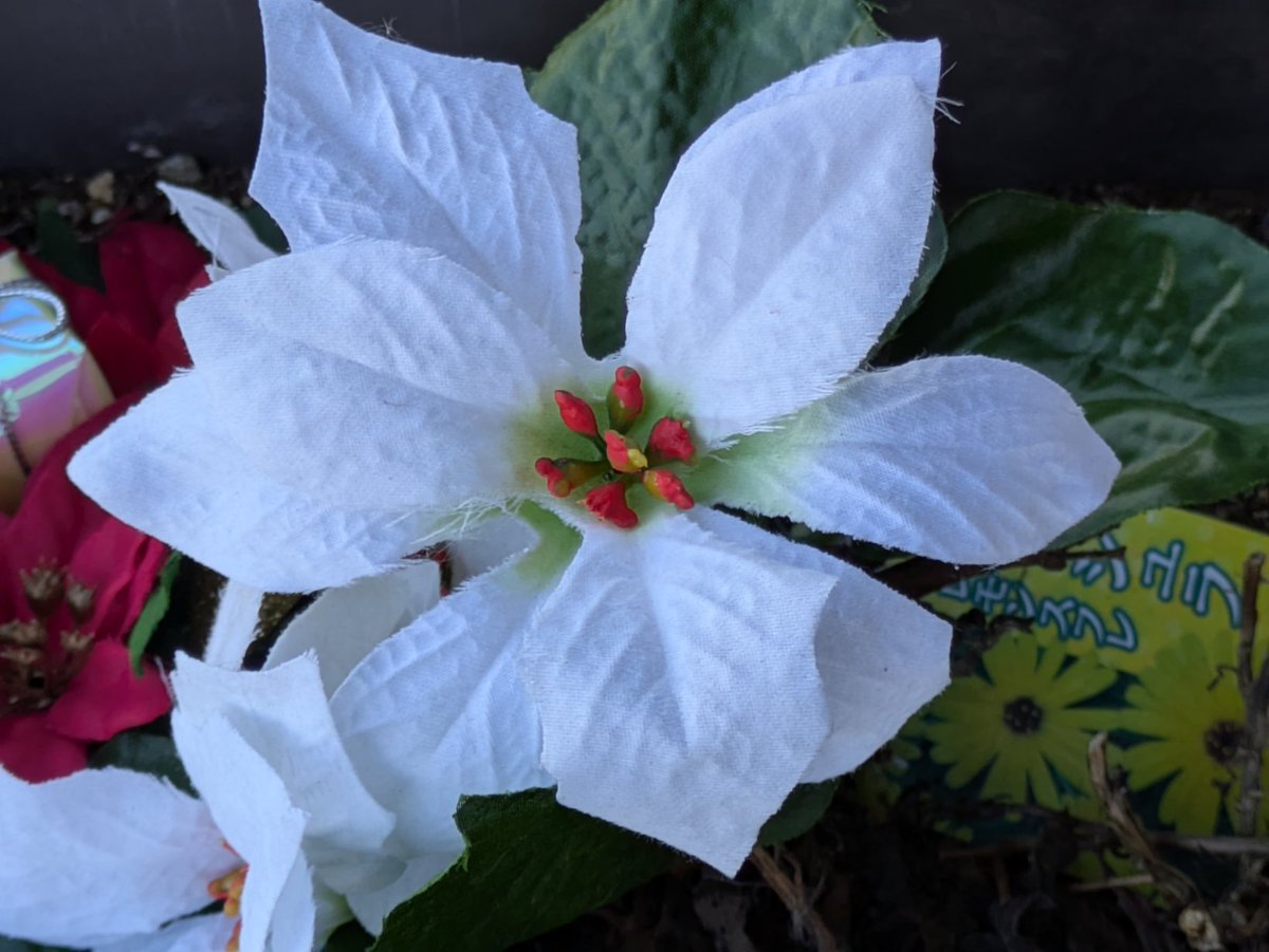 ポインセチア