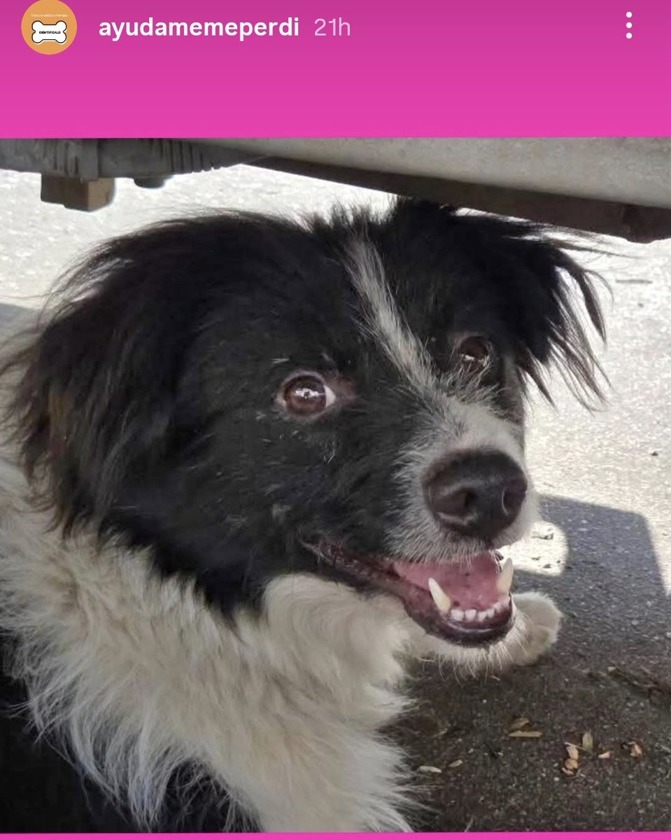 Gente este perrito apareció en Malvín/Buceo en los últimos días, por lo que vi en comentarios se ha movido pila y no se deja agarrar, hoy a eso de las 19h lo vi en la calle Velsen frente a la seccional 11, echado en el frente de una casa. Comparto por si alguien lo reconoce.