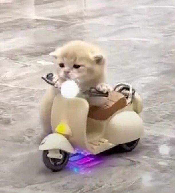 Good mornink 🌤

siapaaaa yg hari ini udah gk sabar jajan?! ☝🏻 yukkk sini merapaaat, neng wonyie🎀 siaaap anterin pesanan kalian. 😋💫💥 

boleh qrt/dm ajaa yh, gk ada format asal jelas aja penerima dan pesanannya apa ✊🏻🥺. Yukkk aku tunggu~ VroOom VroOom 🛵🛵