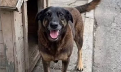 gasparbrazilian's tweet image. Sabemos que tem muita gente que é pai de pet no Brazil, mas temos que concordar que a morte de pacientes de UTI na mão de enfermeiros psicopatas no Distrito Federal NÃO gerou 1% dessa revolta e comoção.

Infelizmente a sociedade atual é doente e humaniza animais e animaliza…