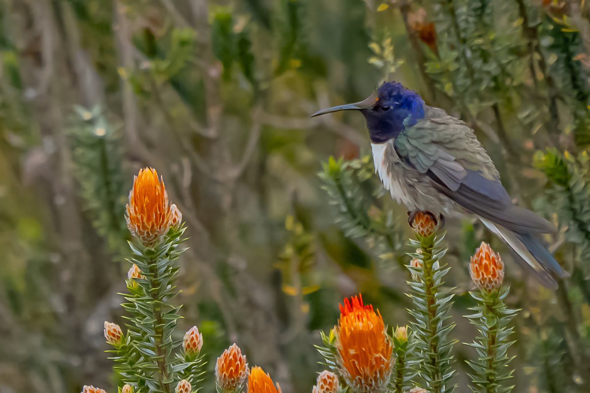 mitoGFP's tweet photo. Peruvian racket-tail, green-backed hillstar, Ecuadorian hillstar, and Chestnut-breasted coronet #birdseenin2025 #birds #birdphotography #hummingbird #birdsofecuador #Ecuador #sonyA1 #birdsoftwitter https://t.co/YfEJKuNqlK