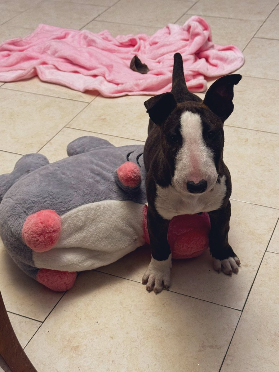 Les presento a Horus. ❤️