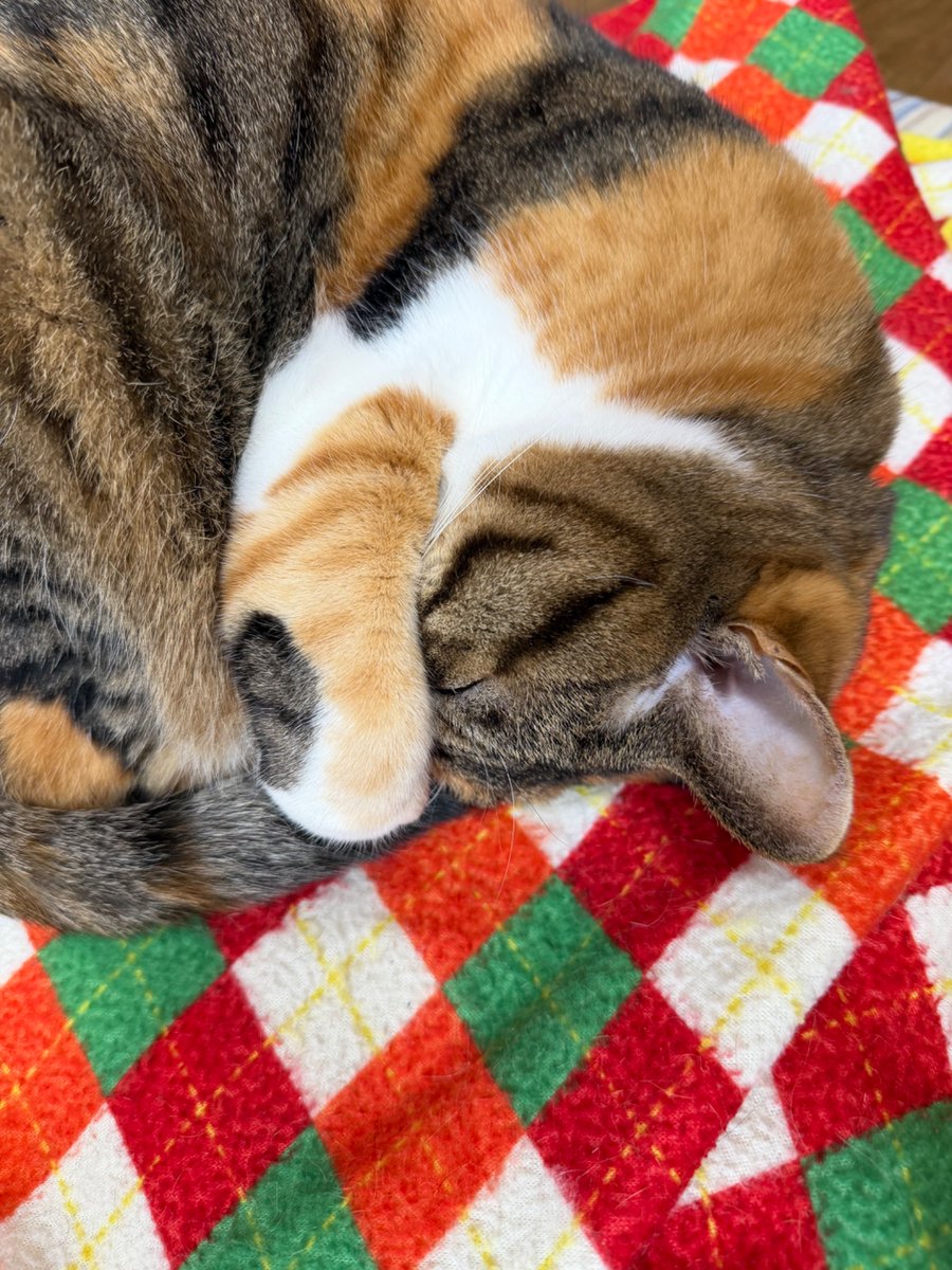 おはメー…朝寝坊w💤