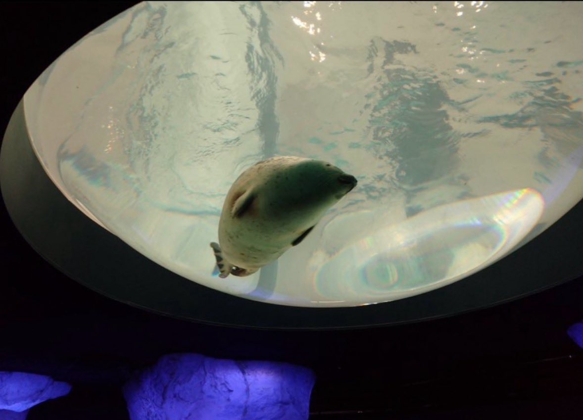 ごまちゃこ tweet media