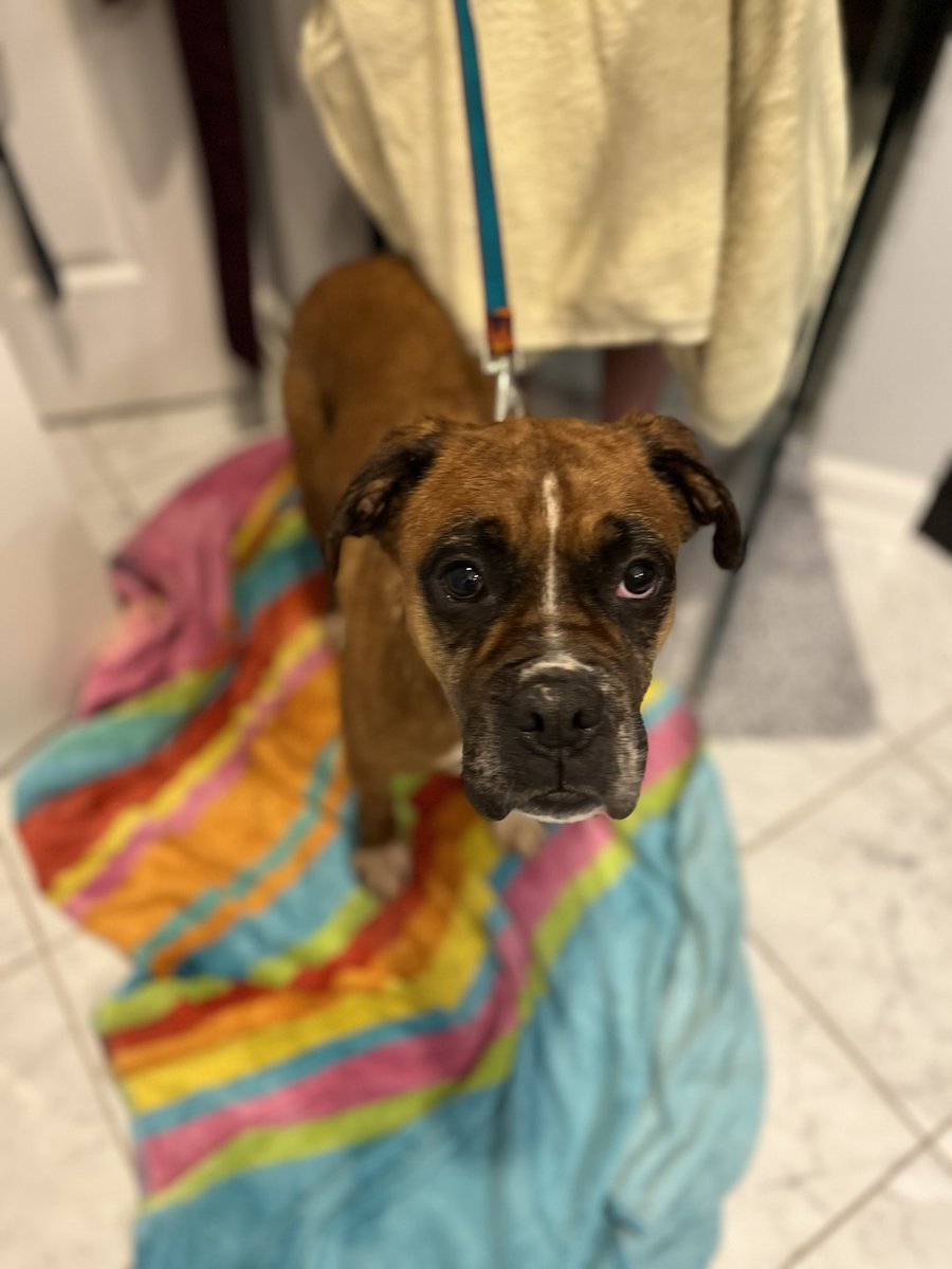 adopt_boxer's tweet photo. Tarcin (Cinnamon in Turkish) got her first bath in her loving foster home in N NJ. After a 2 day journey Tarcin is no longer a #streetdog she is sweet with the twin kids in her foster home. Dog friendly, crate trained,housebroken. #adoptme #boxerdogs #Turkeydogs #rescuedogs #dogs https://t.co/GrNCZqsR3d