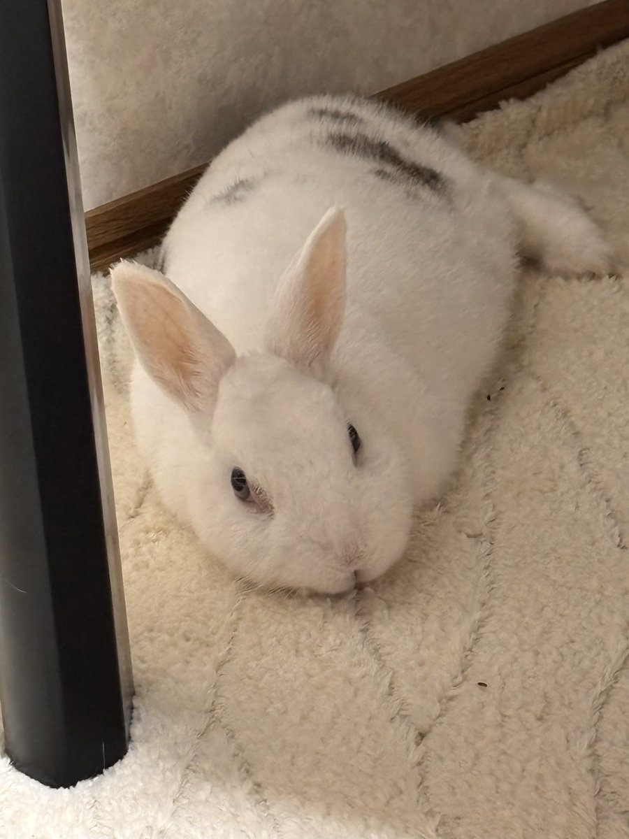 ごまちゃこ tweet media