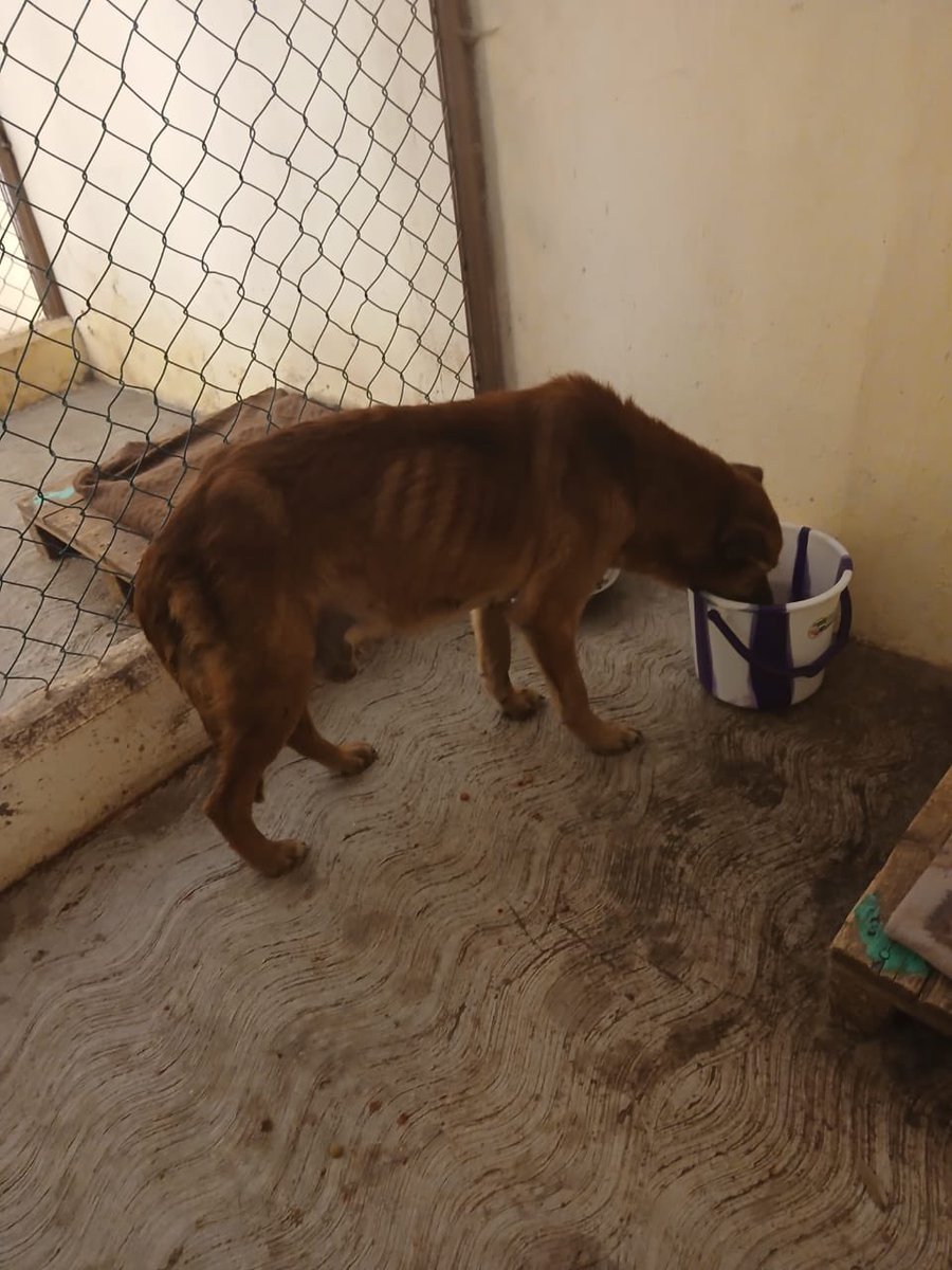 Rodolfo Nogués tweet media