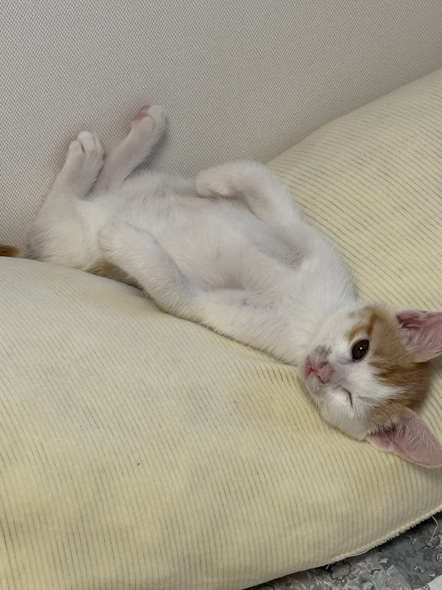 mumiuc's tweet image. 치즈냥이의 윙크를 본 당신!!

이글을 알티하면 
오늘 하루 좋은일이 생깁니다🍀
얼른얼른 탐라에 심어가세요!!!