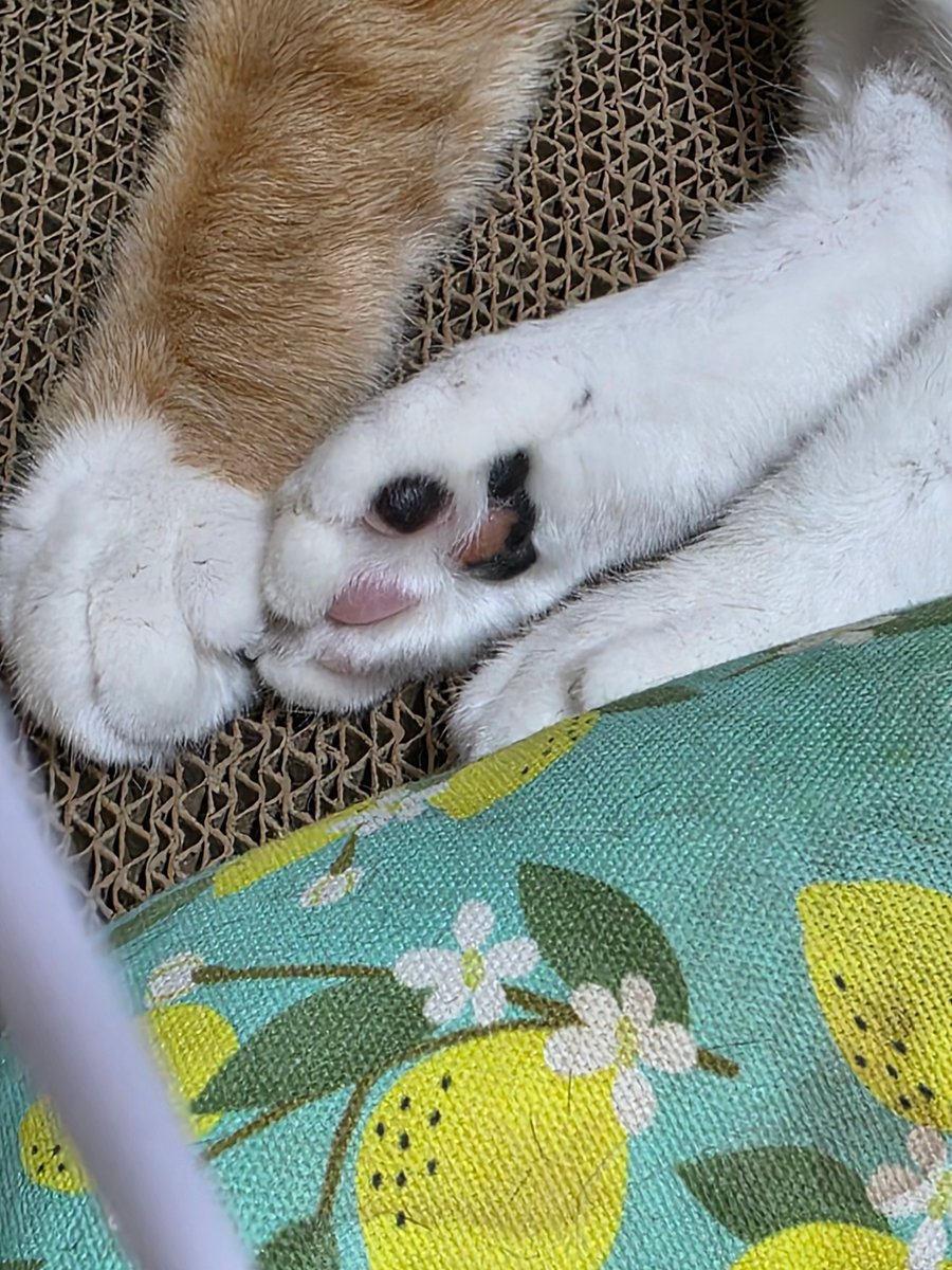 보들보들 쩰리🐾
#보광동살룻 #가족찾는살룻