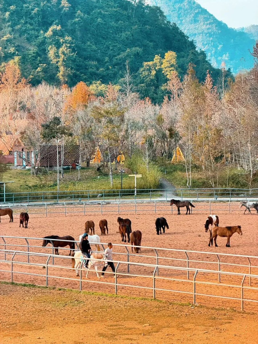 baise48979's tweet photo. In #Baise, #Guangxi, a winter fairy tale awaits: Debao’s vast fiery forests and adorable miniature ponies. #Debao #RedLeafForest #PonyKingdom #Guangxi #ChinaHiddenGems #ChinaWinter #ChinaTravel https://t.co/a6lV5yNIxu