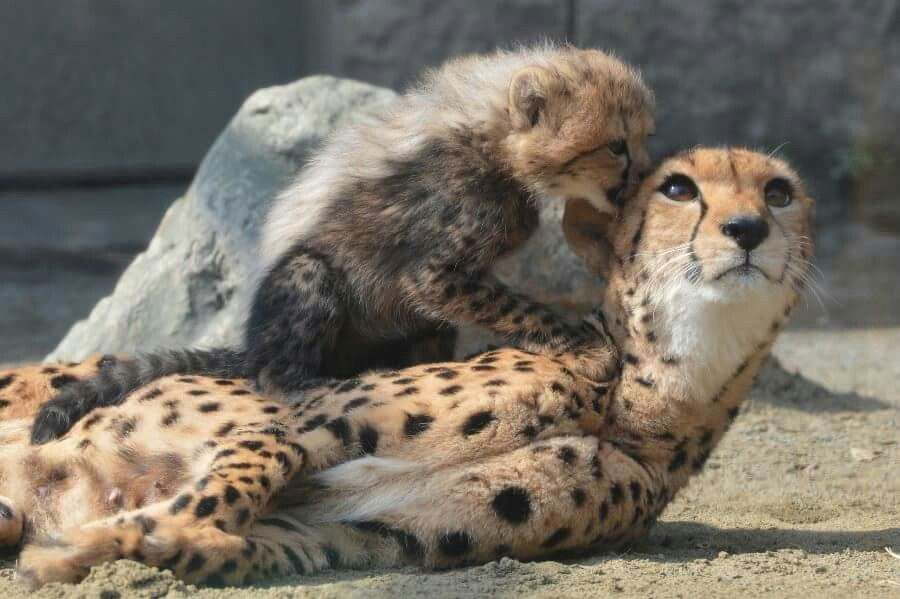 woofgonecrazy's tweet image. my stupid fucking son wont get off me