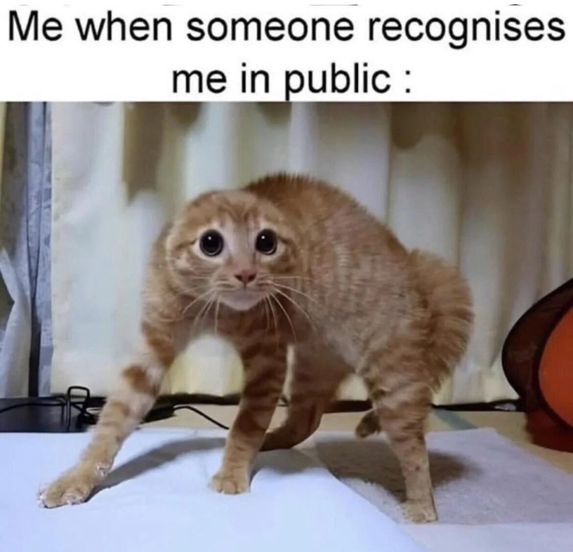 WholesomeMemes (@wholesomememe) on Twitter photo 