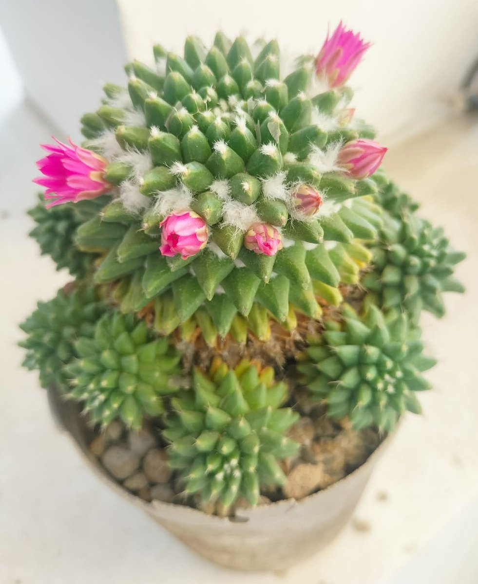 ต้นนี้นุชให้มา  ปีนี้เปนสาวเต็มตัวแน๊วว

#เรือนแคคตัส
#เป๊กผลิตโชค