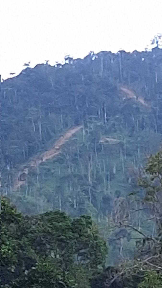 La apertura de #carreteras ilegales en las veredas de San José de Apartadó destruyen la #naturaleza específicamente con la destrucción del #bosque de la #serraníadeabibe para abrir #vías ilegales @corpouraba 
<a href="/MinAmbienteCo/">MinAmbiente Colombia</a>
<a href="/petrogustavo/">Gustavo Petro</a> <a href="/DefensoriaCol/">Defensoría del Pueblo</a> <a href="/GloriaCuartas/">Gloria Cuartas</a>