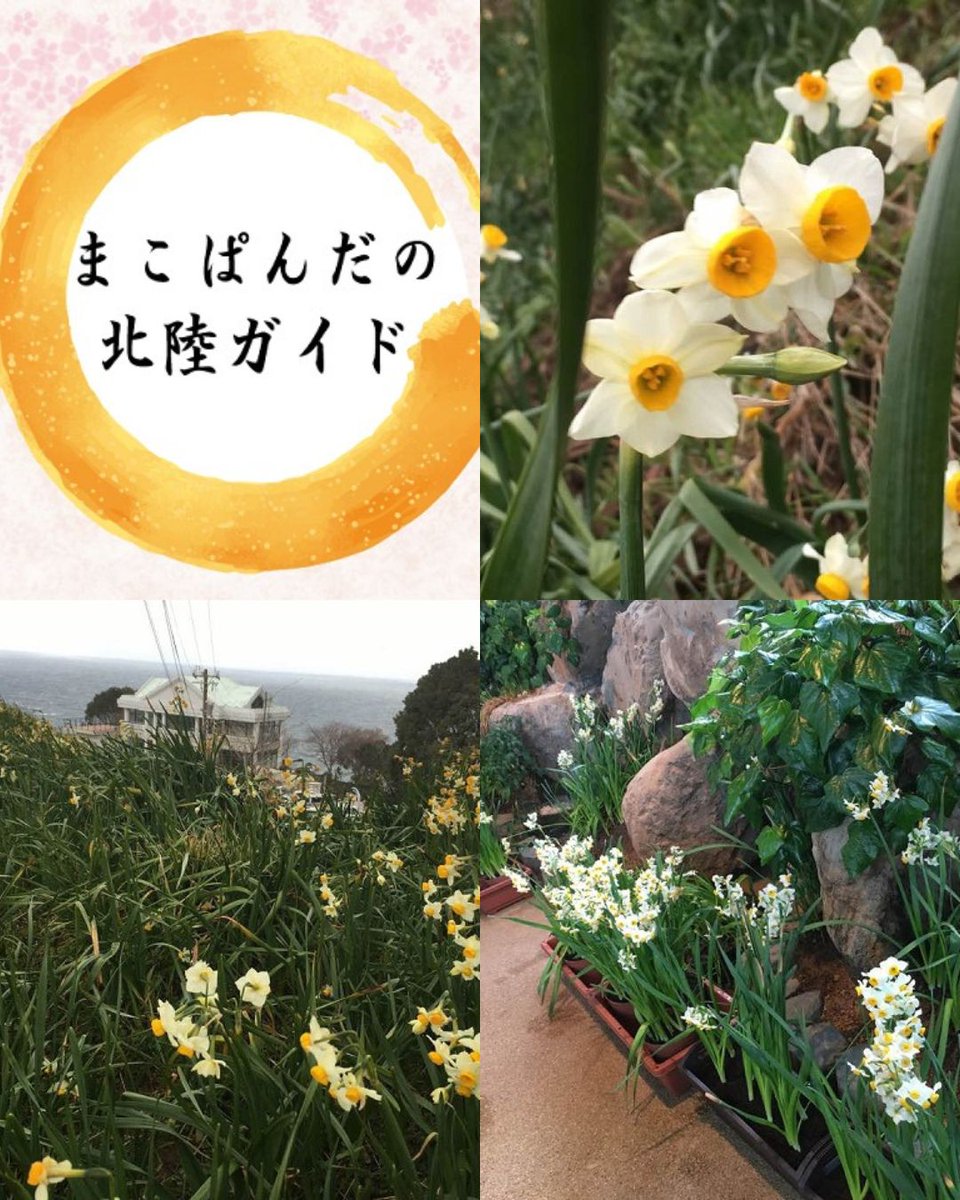 sparkleexpress3's tweet photo. 今回の #まこぱんだの北陸ガイド は、#福井県 。
#越前�� にある #越前岬水仙ランド に行った話。
だいぶ前なんだけど、写真が出てきたのとまた行きたいから色々調べたんですよね。

来年こそはっ。行きたいぞっ。 https://t.co/W6WvPCXNqc