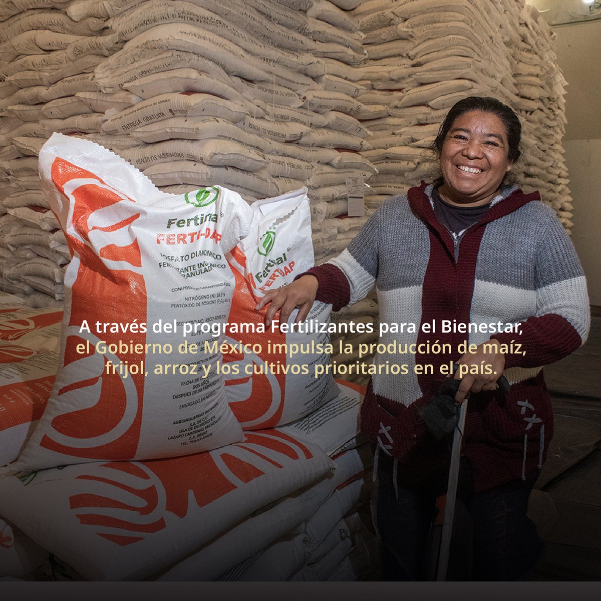 A través de #FertilizantesParaElBienestar, el <a href="/GobiernoMX/">Gobierno de México</a> garantiza el acceso gratuito a fertilizantes para las y los agricultores de cultivos prioritarios, fortaleciendo su producción y asegurando su bienestar.