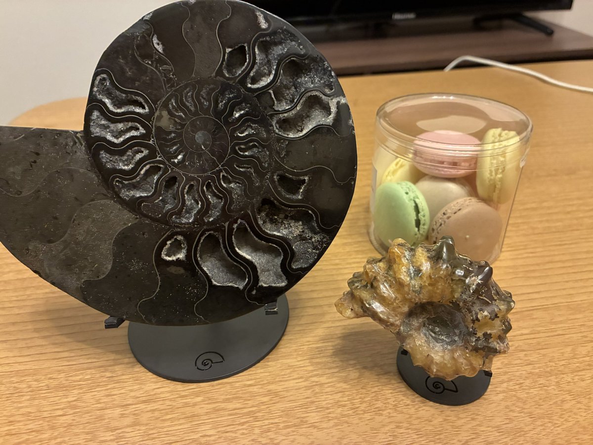 安田大輝 ∥ SendoYa tweet media