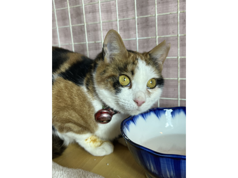 かわいい三毛猫のいちごちゃん
山形県 ♀ 生後2才 の"いちご"ちゃんです。
 #猫の里親募集 #山形県
詳細：neko-jirushi.com/foster/233567/
写真：