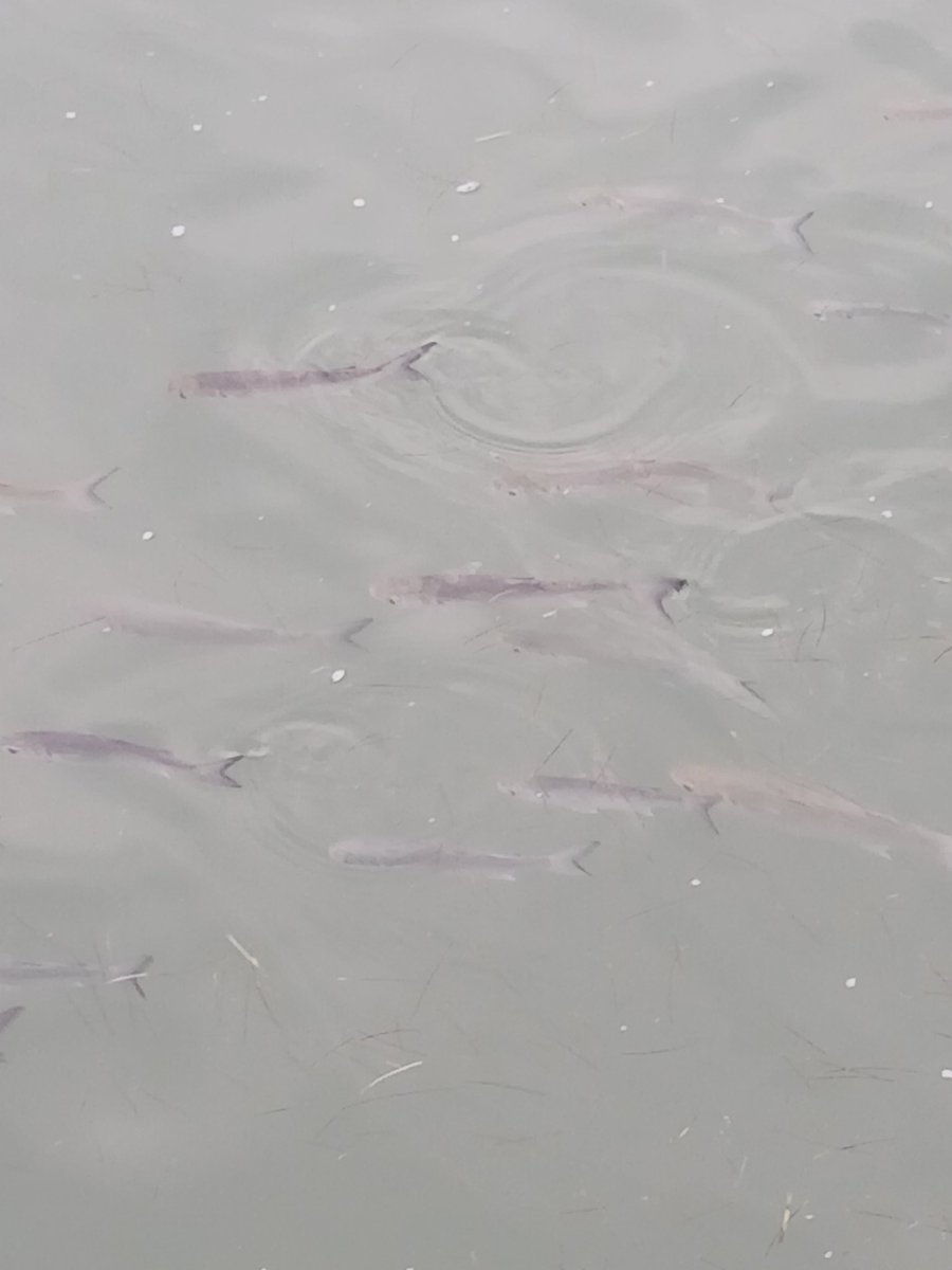 Hookwinesinker1's tweet photo. Thousands of mullet were stunned from the cold water this morning in the Laguna madre.

This afternoon warmed up just enough to wake them up a bit

The large schools of mullet swimming slowly passed by the dock https://t.co/3VnppmOguq