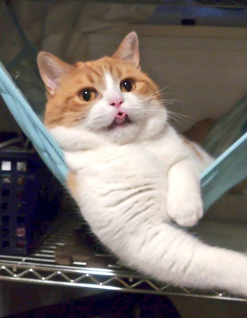 おちゃまる (@ochamarusan0126) / Posts / X