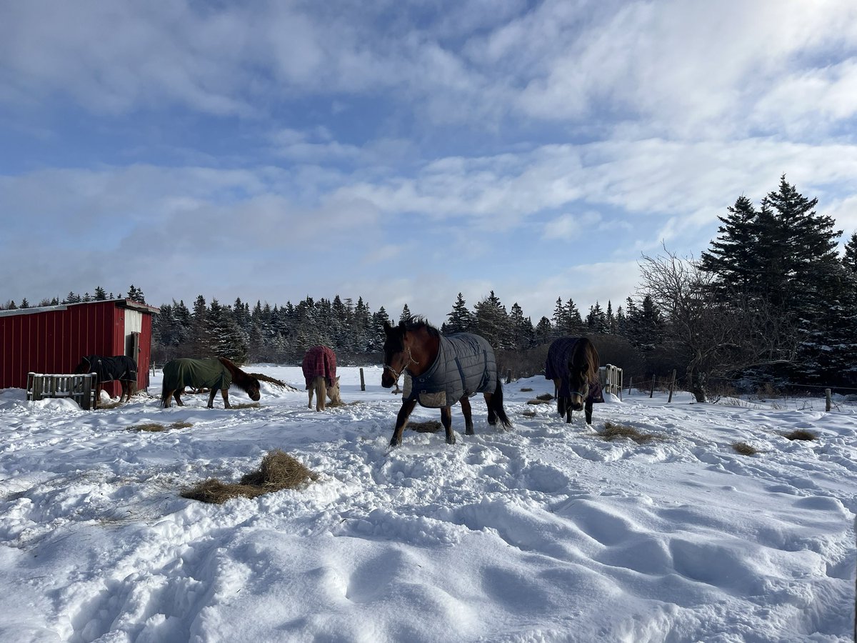 ❄️ 🐎